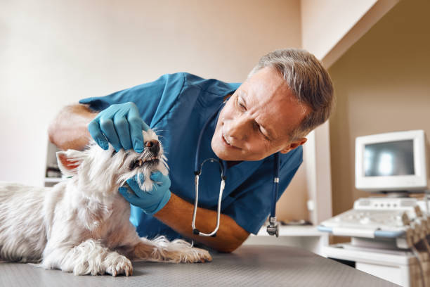 Best Emergency X-Rays and Diagnostics in Shanor Northvue, PA